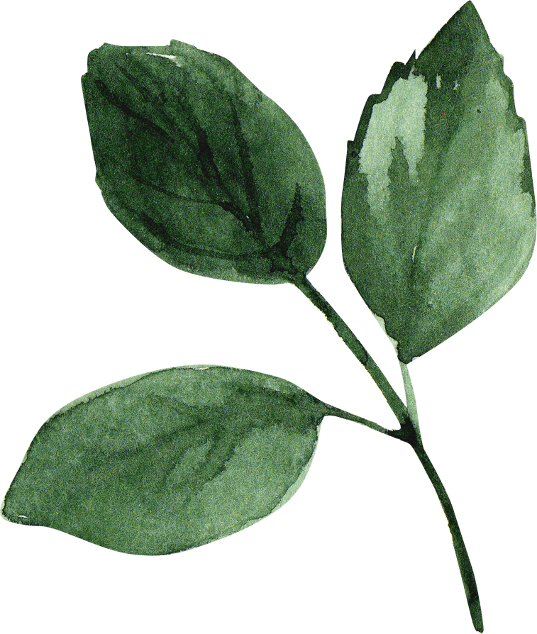 Branch of Leaves